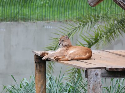 Onças-pardas retornam ao Zoológico de Brasília após ambiente ser reformado