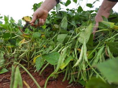 DF se destaca como referência nacional em produção agrícola