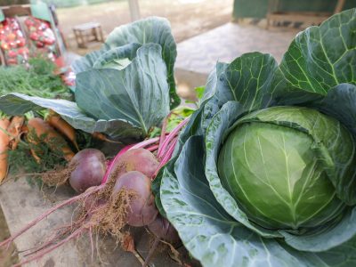 DF fará maior compra de alimentos da agricultura familiar para escolas da história