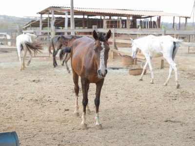 Programa de adoção dá novos lares a animais de grande porte no Distrito Federal