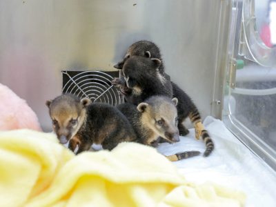Filhotes de quatis encontrados no Parque Nacional recebem cuidados do Hospital da Fauna Silvestre do Distrito Federal