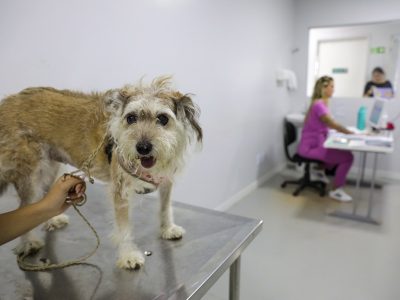 Outubro Rosa Pet: GDF garante tratamento gratuito de câncer de mama para animais domésticos