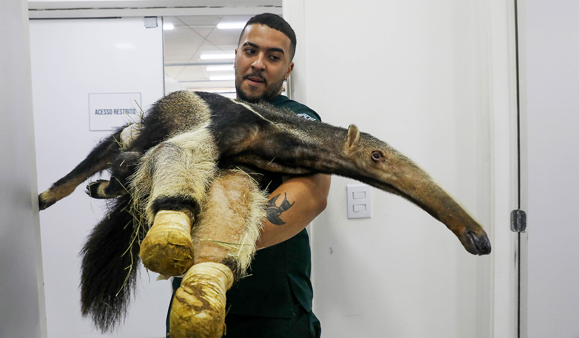 Hospital da Fauna Silvestre atendeu a mais de 5 mil animais em dois anos de funcionamento