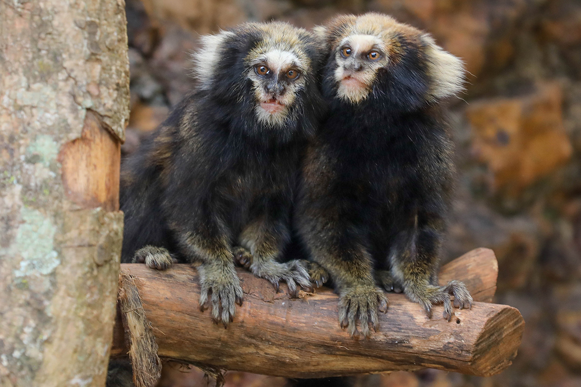 Casal de saguis-da-serra-escuro encanta visitantes no Zoológico de Brasília neste fim de ano