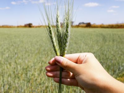 Agro do Quadrado: Produção de grãos no DF cresce com qualidade no DNA