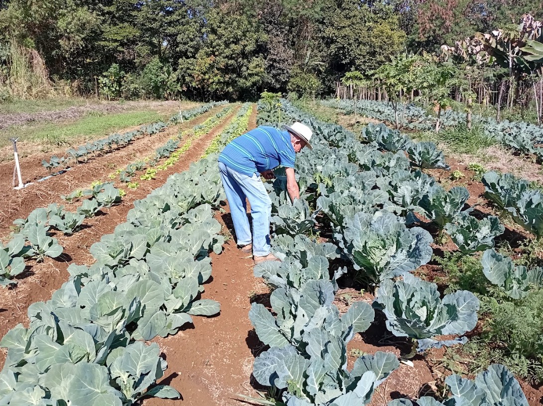 Dia da Agricultura Familiar: Distrito Federal tem cerca de 10 mil produtores