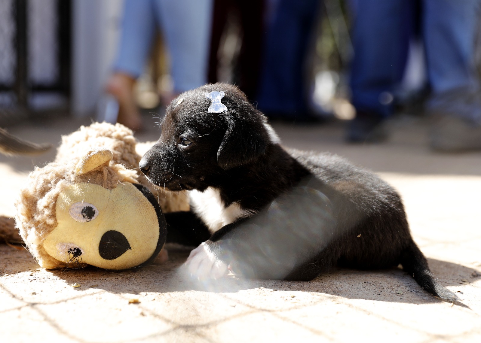 Parque da Cidade recebe primeira edição do evento Defensoria na Proteção dos Animais