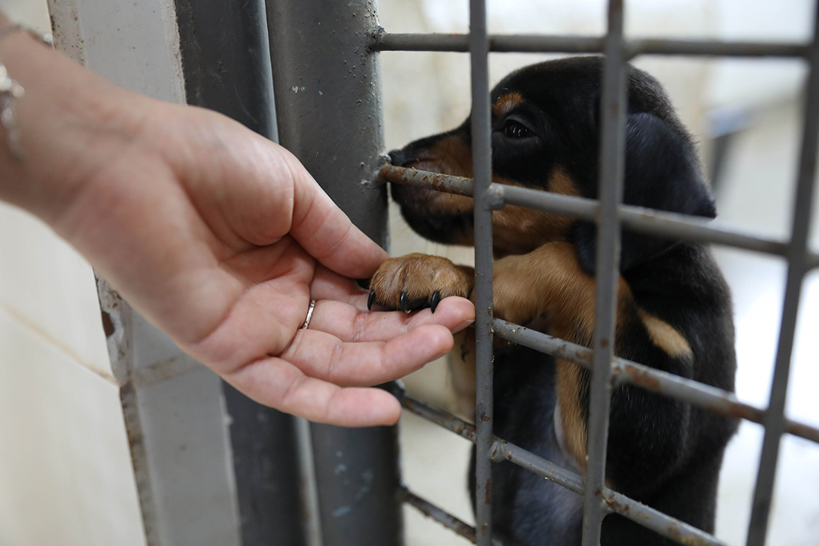 Cachorro num canil recebe carinho antes de ser adotado