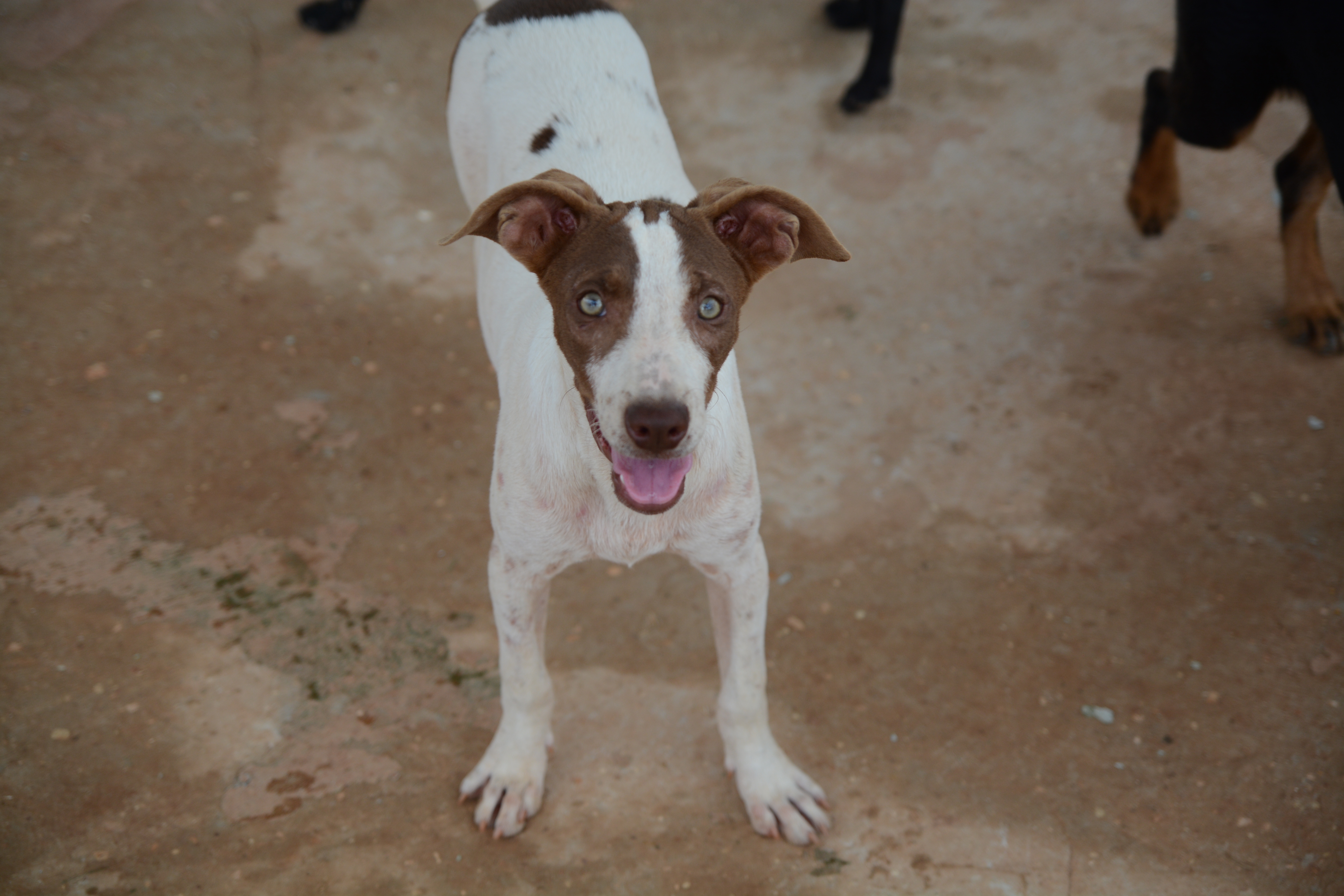 Fogos de artifício de baixo estampido protegem animais e garantem segurança no DF