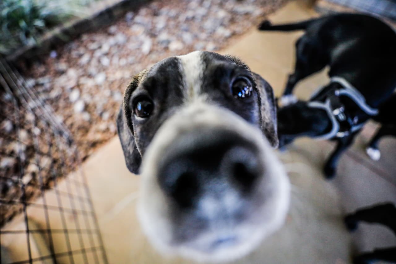 Feira Pet na passarela do Anexo do Buriti é chance responsável para cães e gatos serem adotados