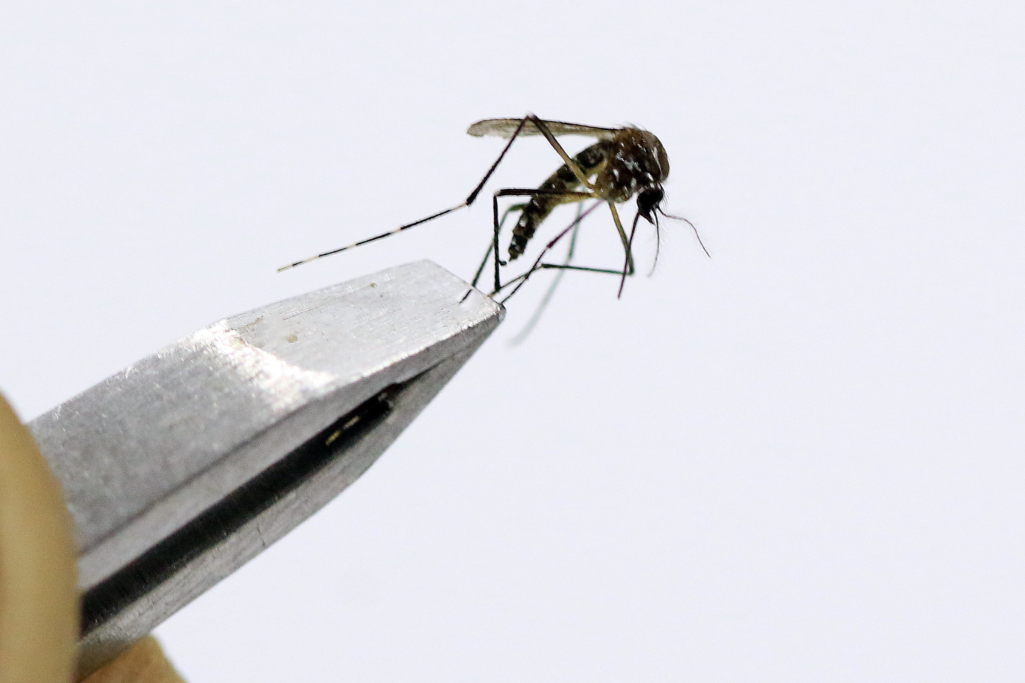 Grupo de trabalho vai aperfeiçoar o plano de enfrentamento à dengue
