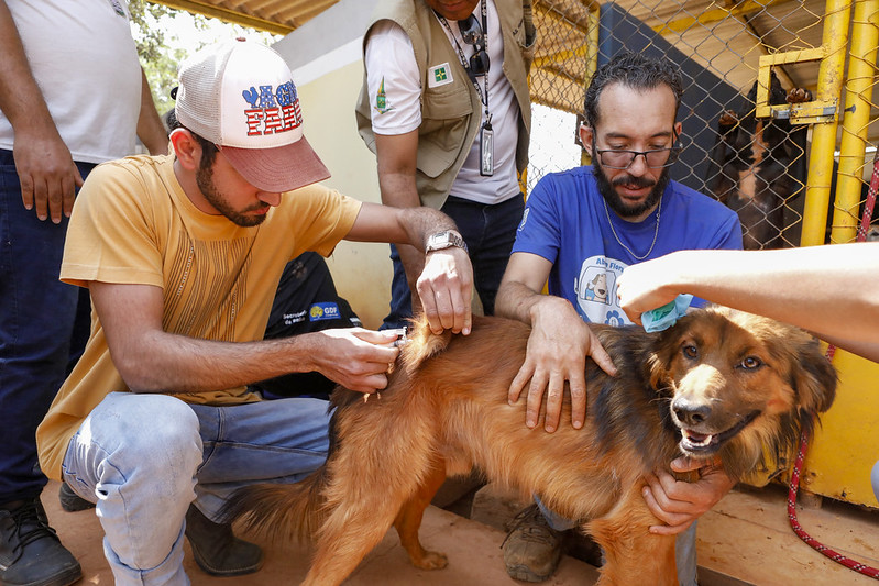 Vacinação contra raiva imuniza 400 cães e gatos em abrigo no Gama