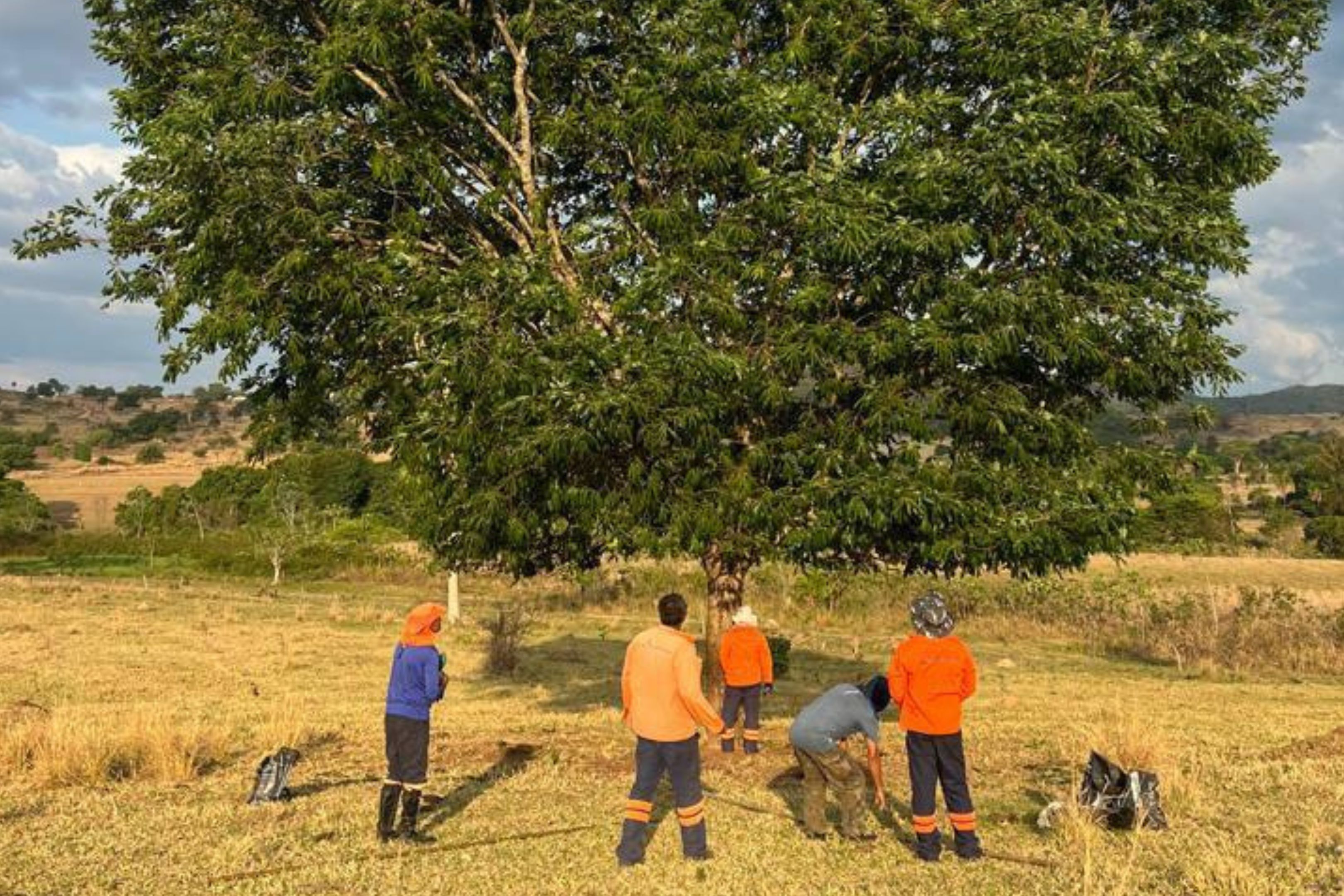 Coleta de sementes auxilia na preservação do Cerrado