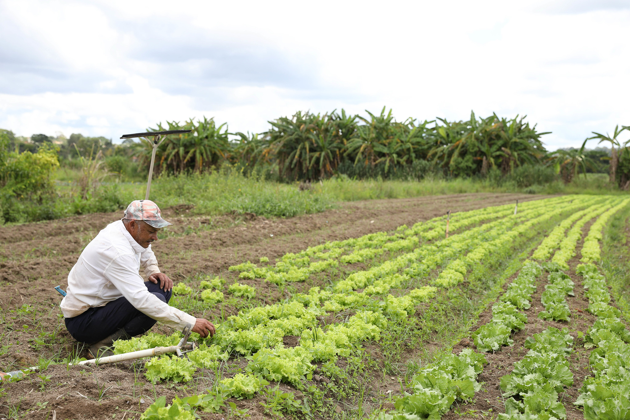 Ocupa uma área rural no DF? Saiba como solicitar a regularização fundiária