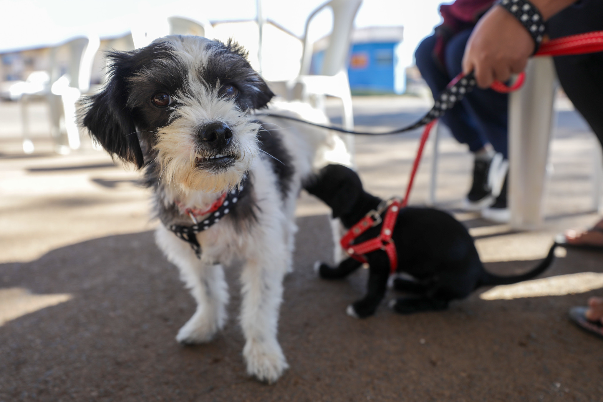 GDF na Sua Porta amplia acesso da população à castração gratuita de cães e gatos
