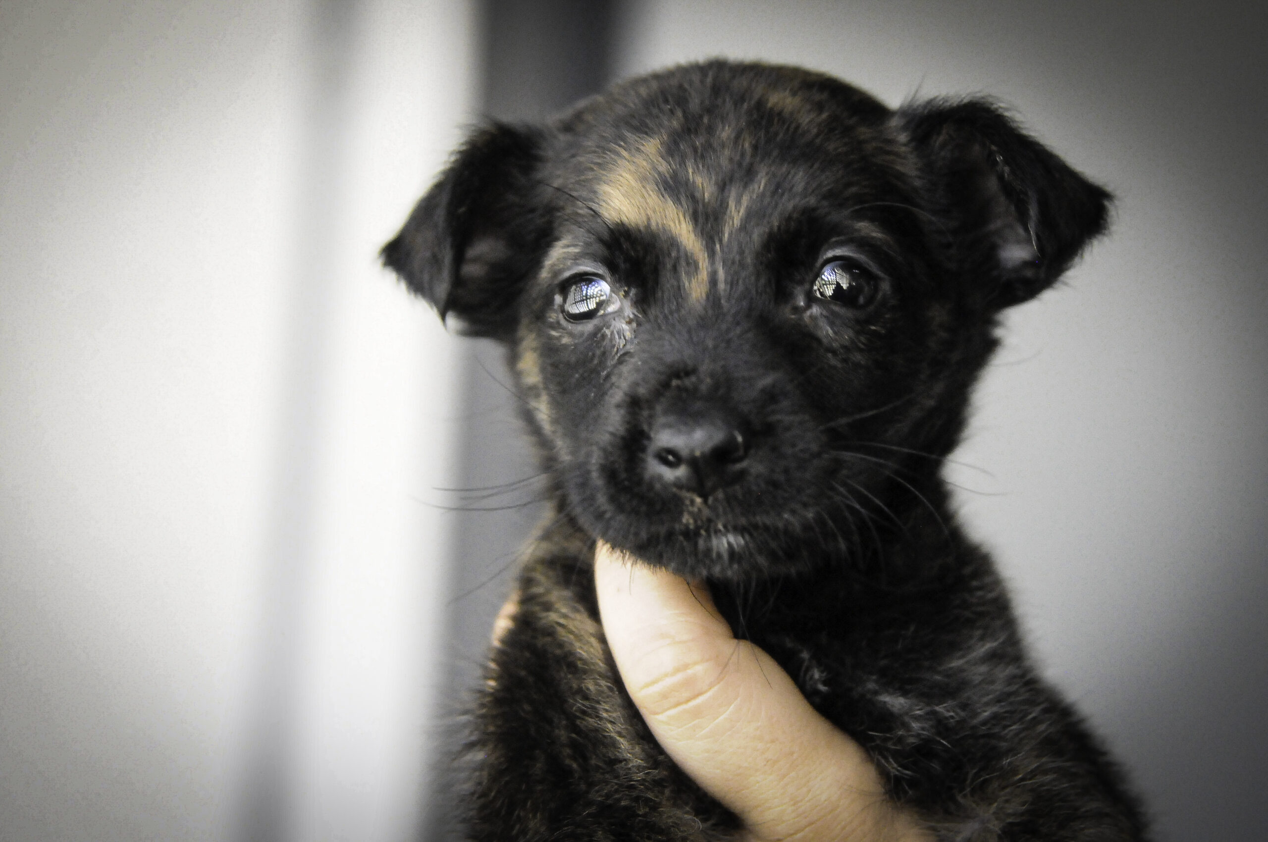 Aprovado regimento interno do comitê de defesa animal do DF