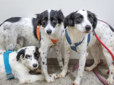 Mais de 55,4 mil cães e gatos foram castrados por meio dos programas do GDF