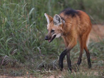 Mais de 1,5 mil animais silvestres já foram resgatados em estradas do DF em 2024