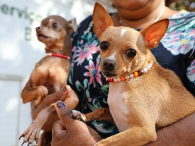 Período de seca exige cuidados extras com pets