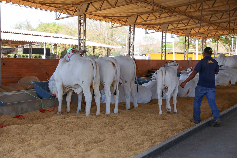 Gado sendo vacinado contra a raiva