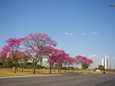 Distrito Federal se prepara para a temporada colorida dos ipês