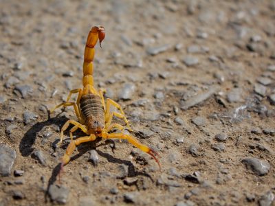 Ações simples garantem proteção em casa contra pragas urbanas e animais peçonhentos