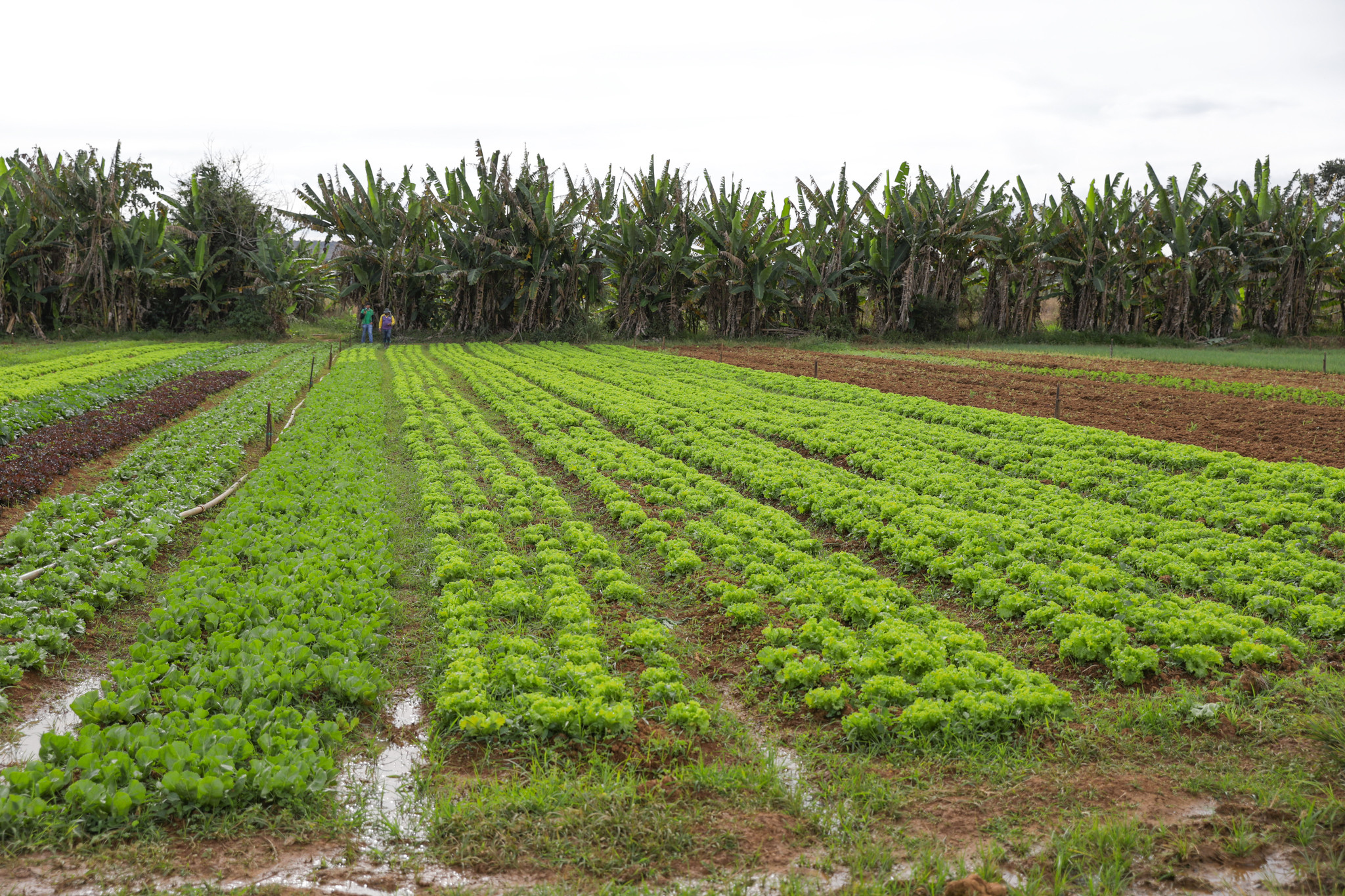 Período de vazio sanitário do feijão no Distrito Federal começa em 20 de setembro