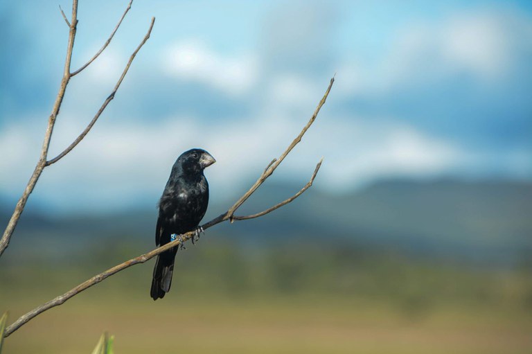 Manual facilita controle da criação amadora de passeriformes