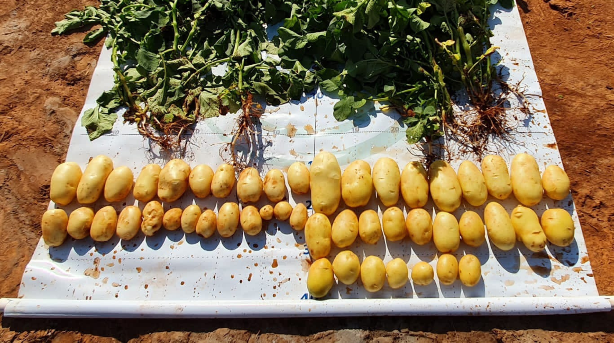 Pesquisa apoiada pela FAPDF mostra o carbono como aliado da agricultura sustentável&nbsp;