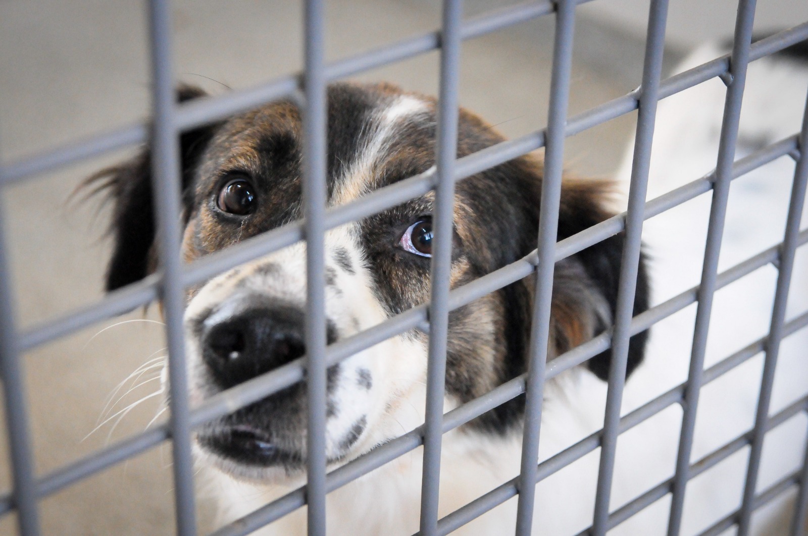 Lista de nomes dos protetores que receberão cartões Ração e Castração é divulgada