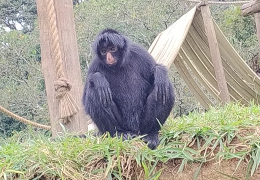 Macaco-aranha chega ao Zoo de Brasília para ajudar na conservação da espécie
