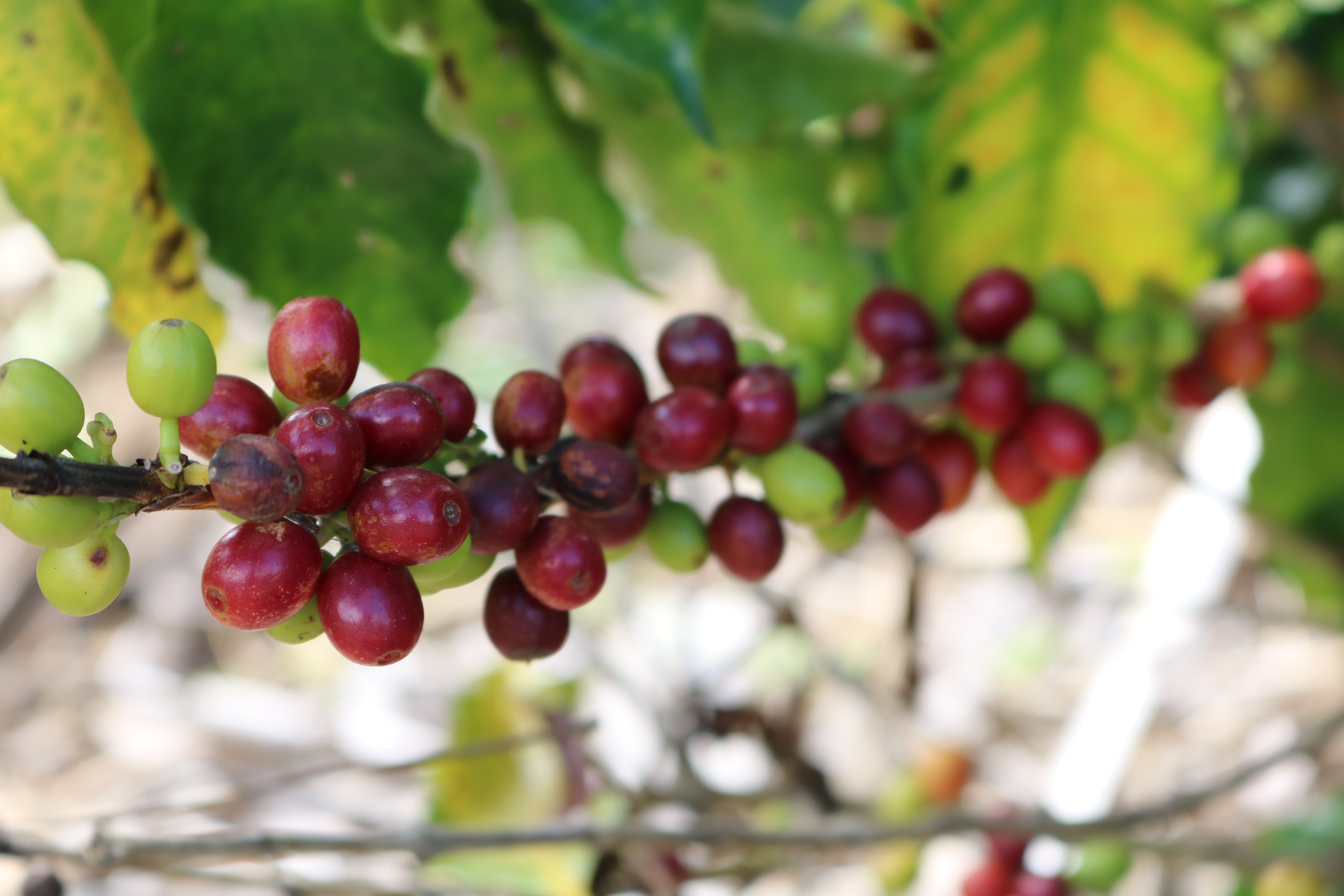 AgroBrasília 2025 recebe o 1º Encontro da Cafeicultura do DF e Ride