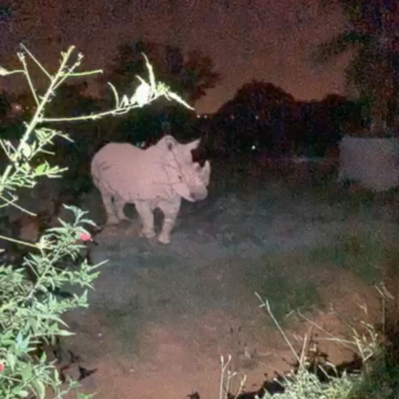 Passeio noturno do Zoológico de Brasília está de volta