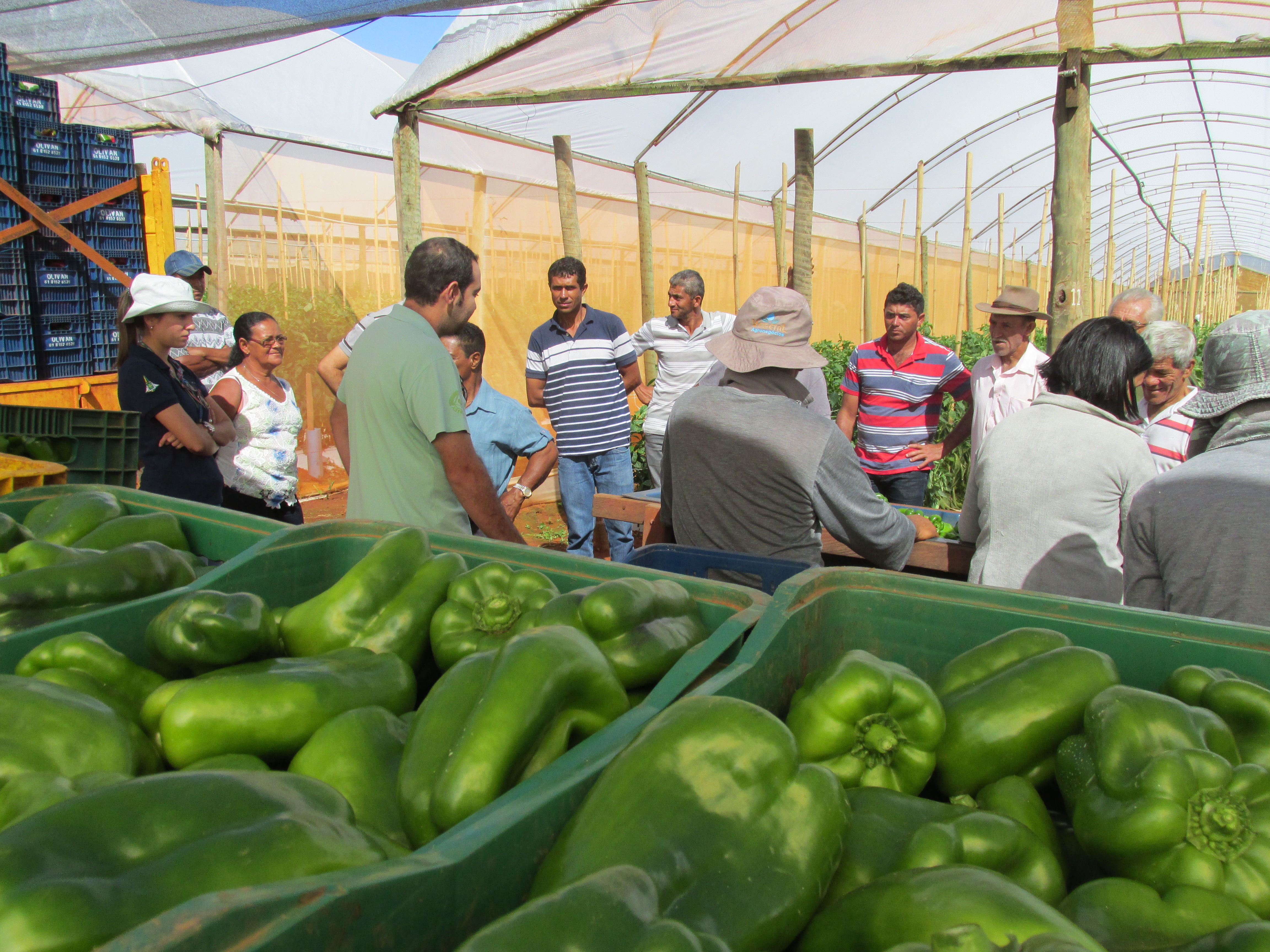 Semana do Pimentão 2025 movimenta núcleo rural Taquara a partir de terça-feira (9)