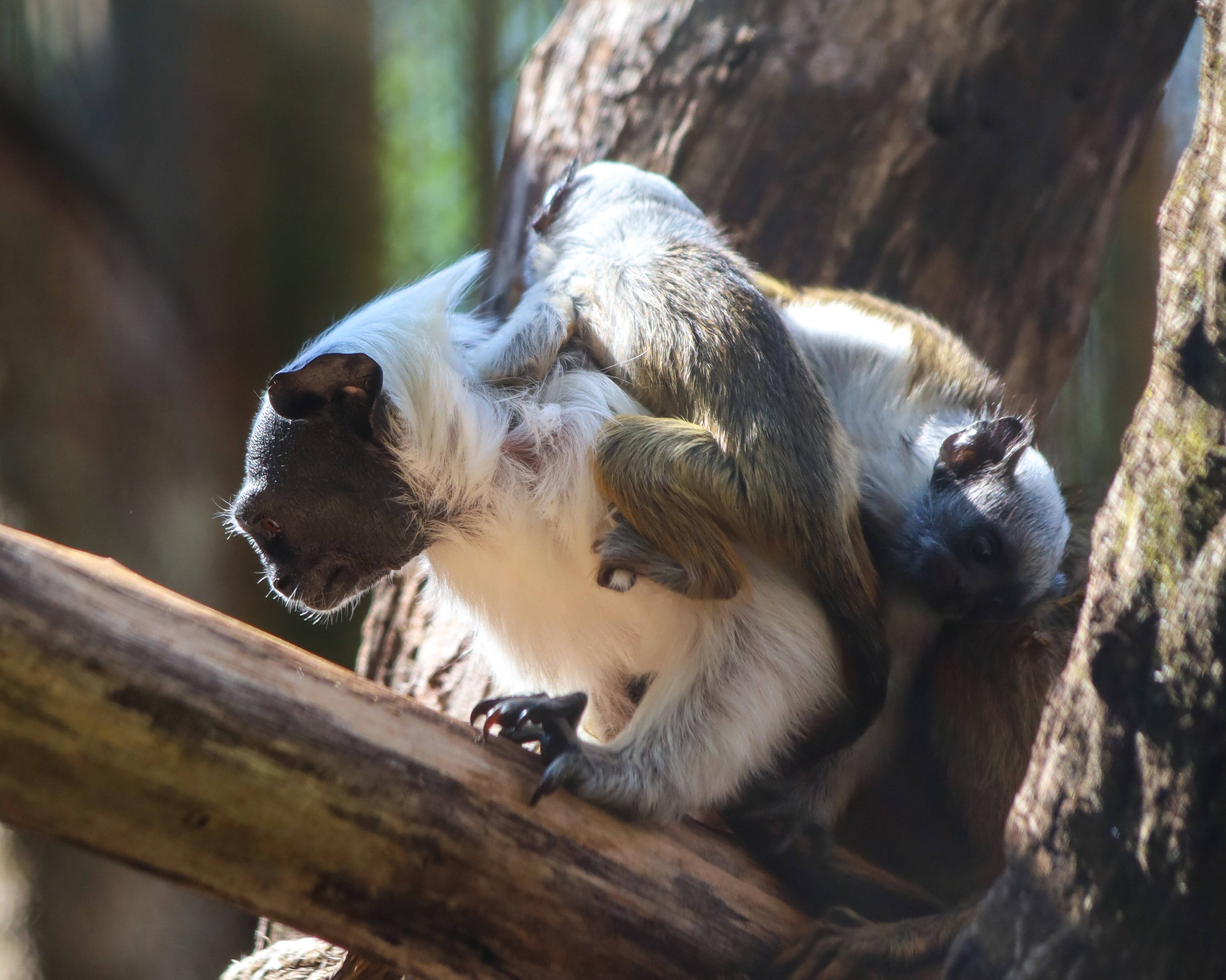 Filhotes de sauins-de-coleira renovam esperança para espécie ameaçada
