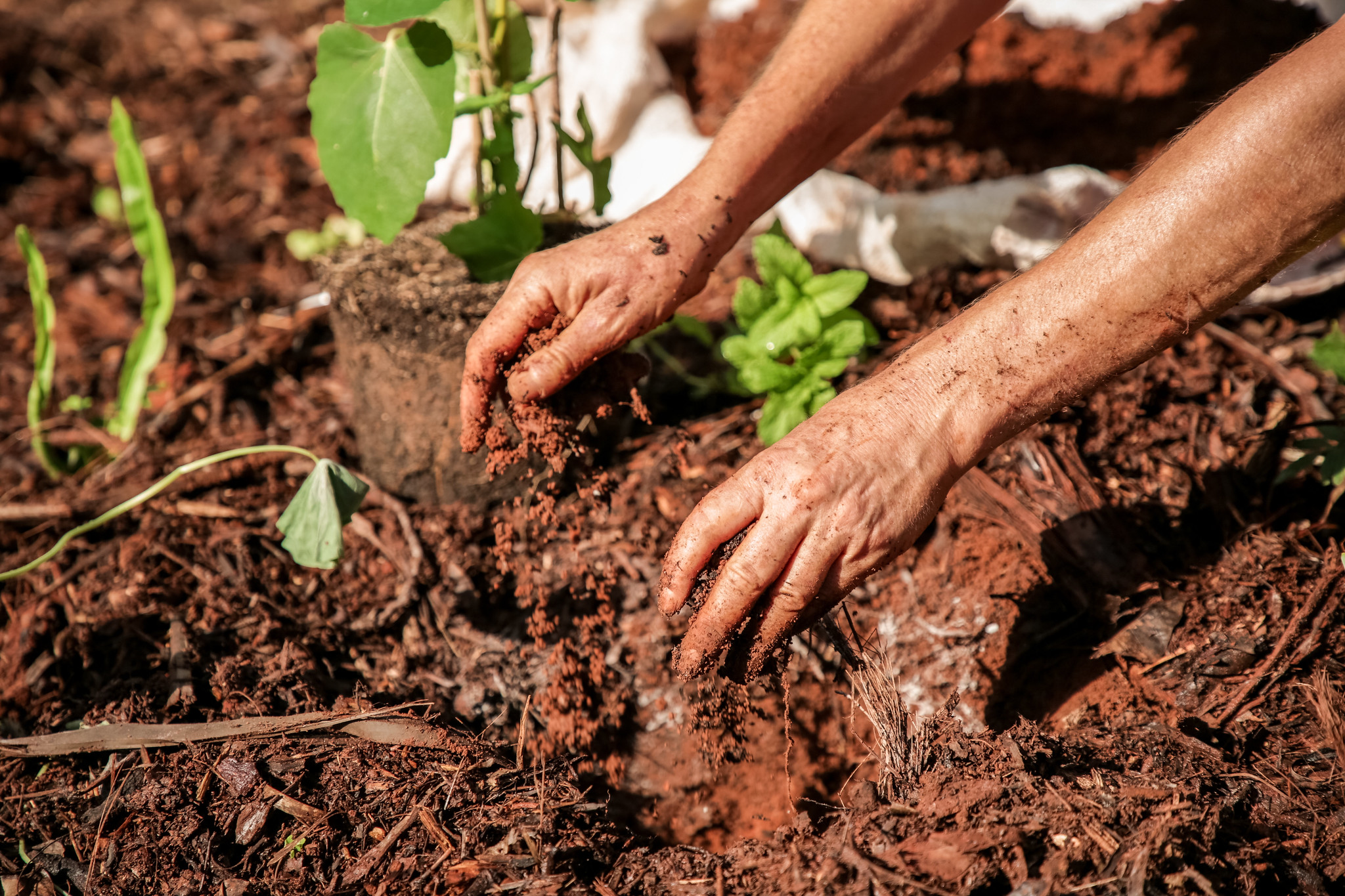Começa o curso de aperfeiçoamento em Hortos Agroflorestais Medicinais