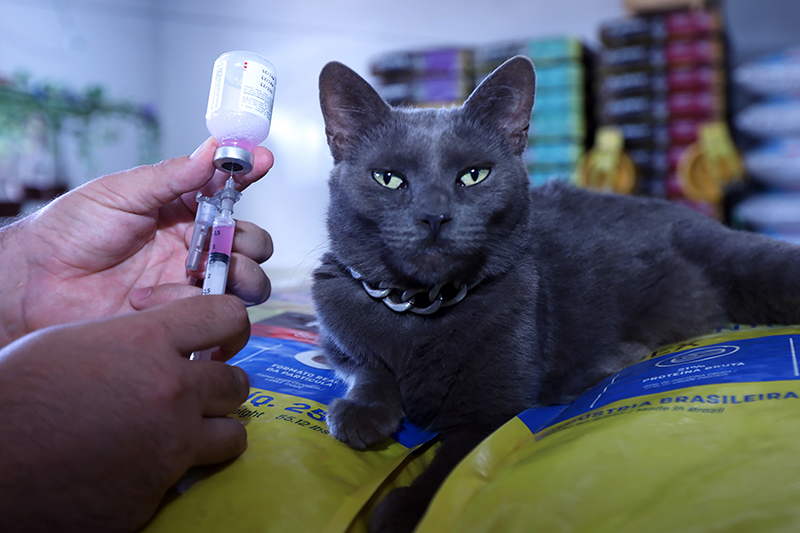 Raiva animal e leishmaniose: saiba como prevenir e agir em casos confirmados de doenças