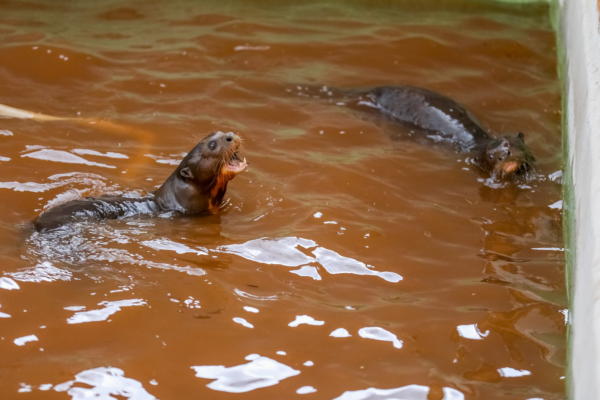 Junho romântico: Casais do Zoo aumentam chances de reprodução em cativeiro
