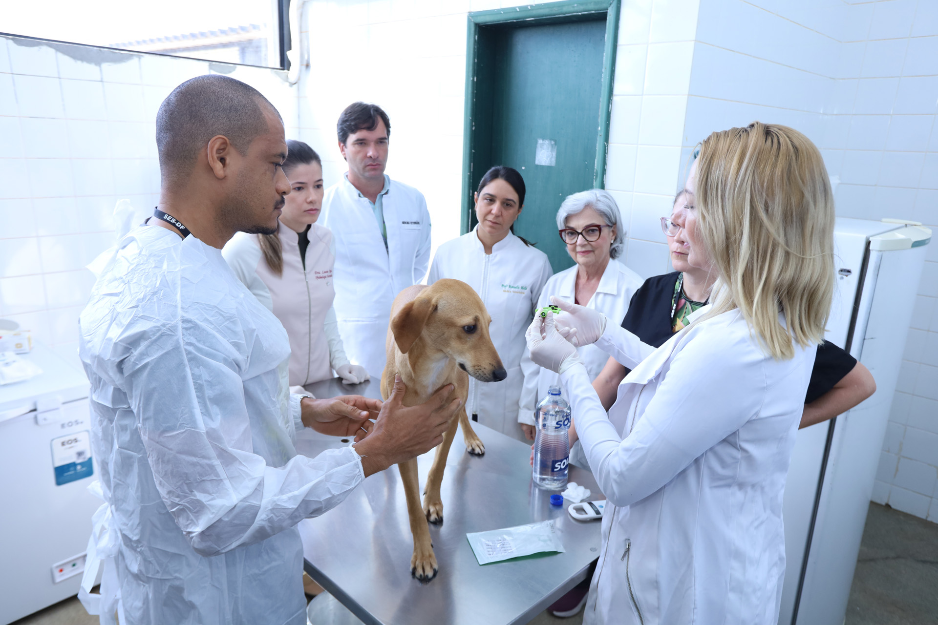Cães da Zoonoses do DF recebem microchips para identificação eficaz