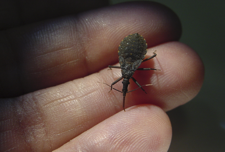 HRT utiliza procedimento inédito para tratamento da doença de Chagas