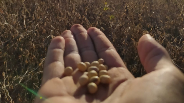 Publicado relatório da produção agropecuária no DF em 2023