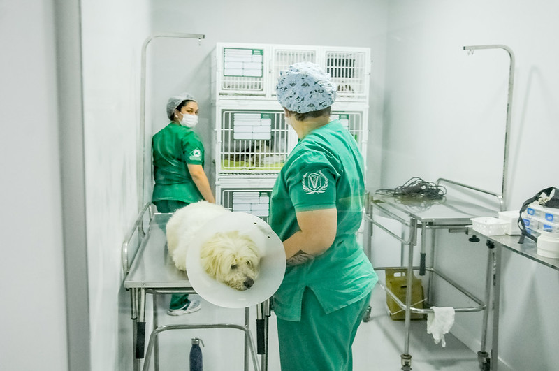 Consulta para melhorar o Serviço Veterinário Público do DF começa nesta sexta-feira (8)