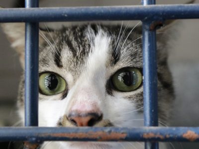 Abril Laranja traz conscientização contra a crueldade animal