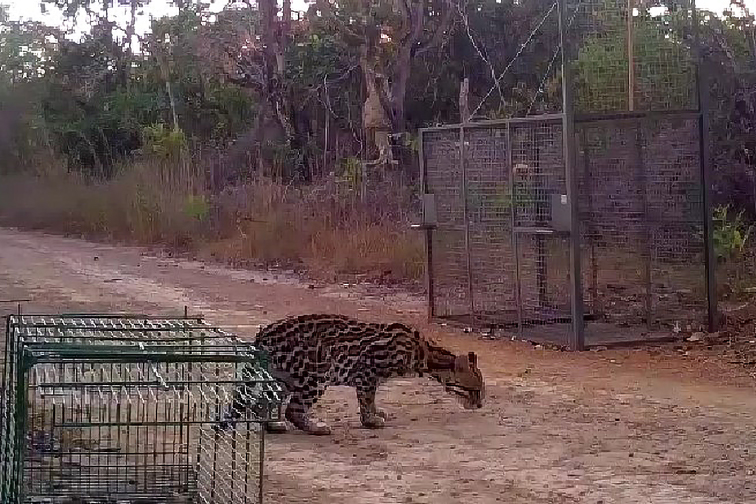 Mamíferos raros são vistos no DF por meio de câmeras de monitoramento