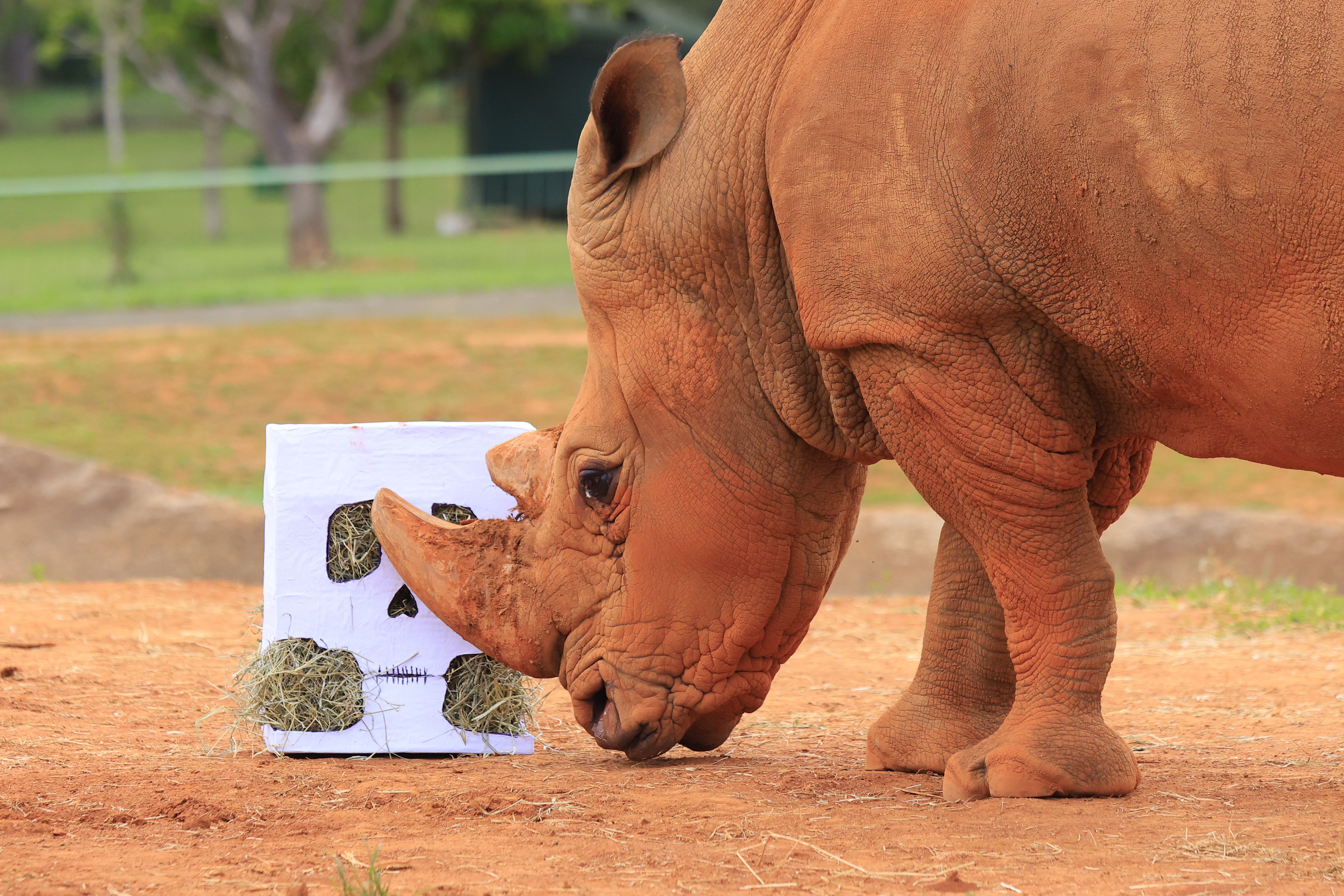 Zoológico de Brasília realiza ações de enriquecimento ambiental inspiradas no Halloween