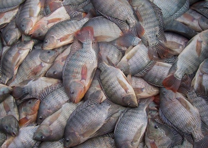 Ações sistemáticas asseguram qualidade do pescado do DF
