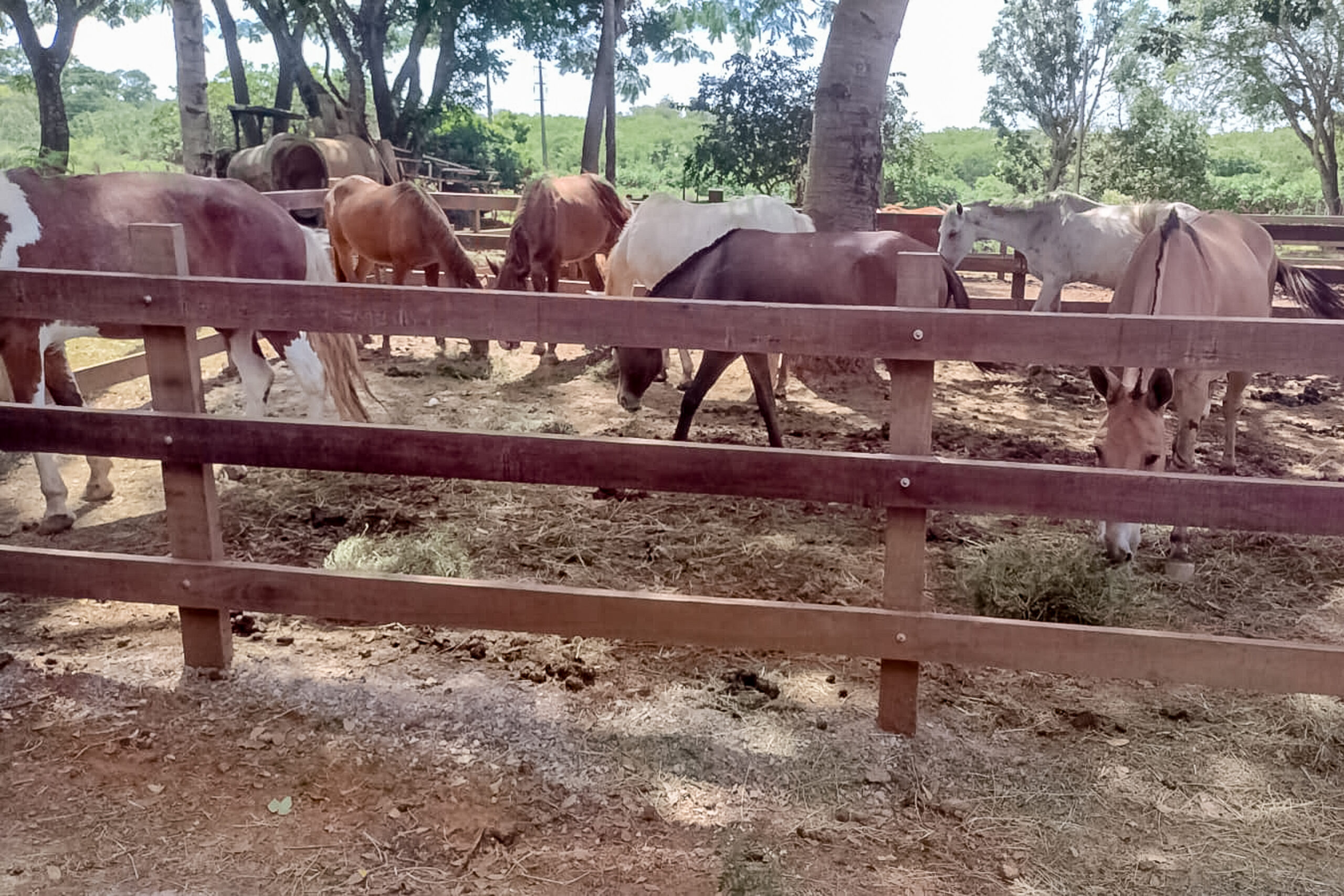 Secretaria de Meio Ambiente de Valparaíso conhece modelo de apreensão de animais no DF
