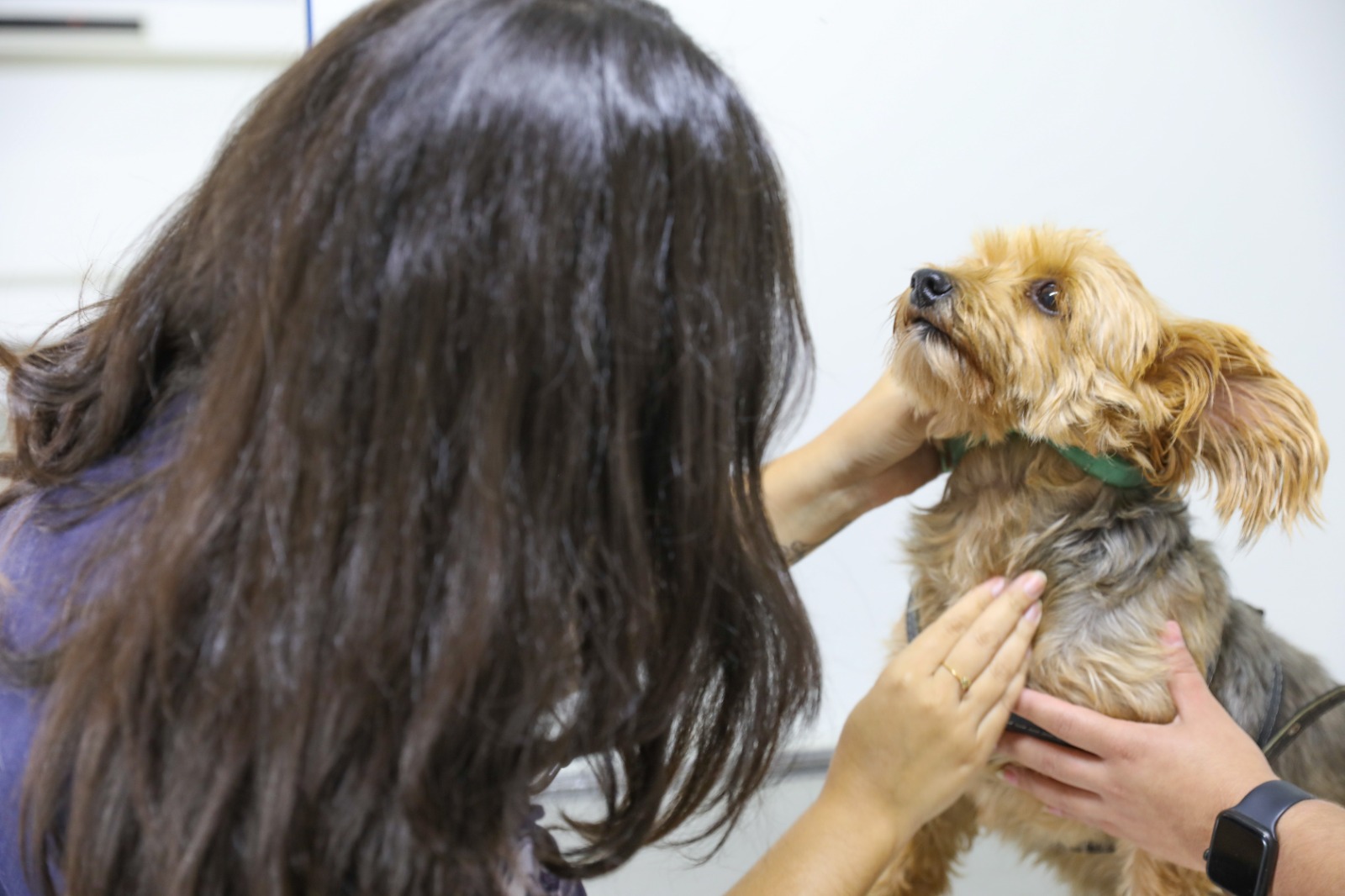 Programa de Castração de Cães e Gatos evita superpopulação de animais