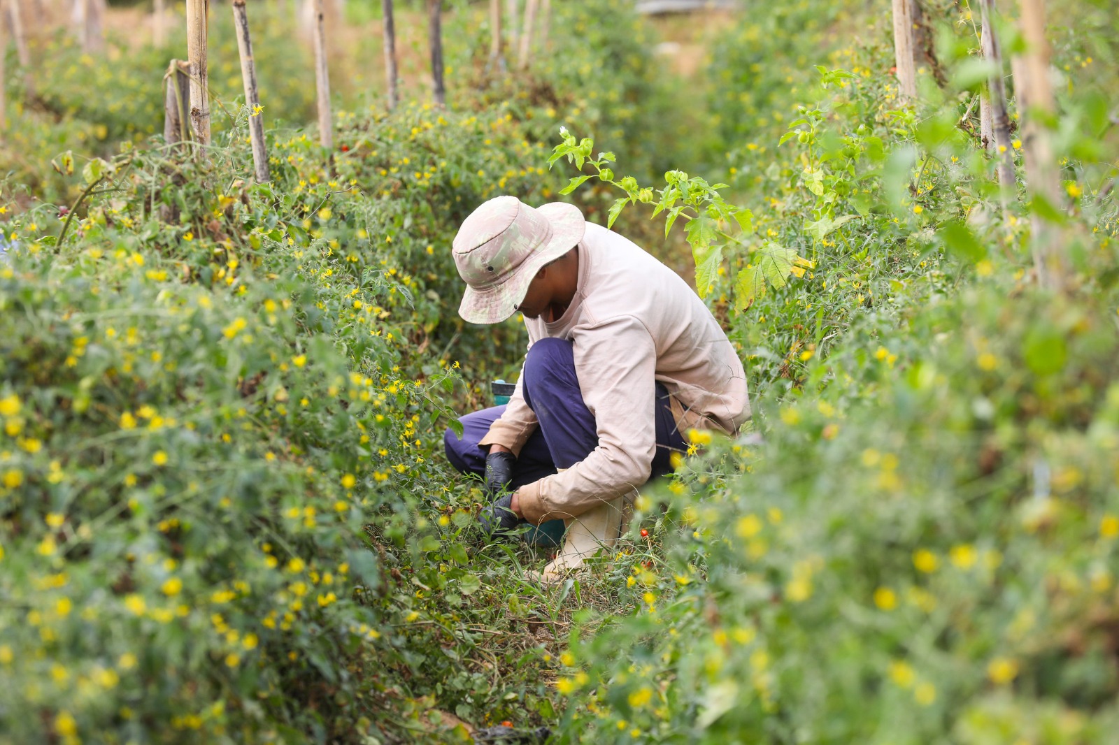 Plano diretor terá oficina para produtor rural