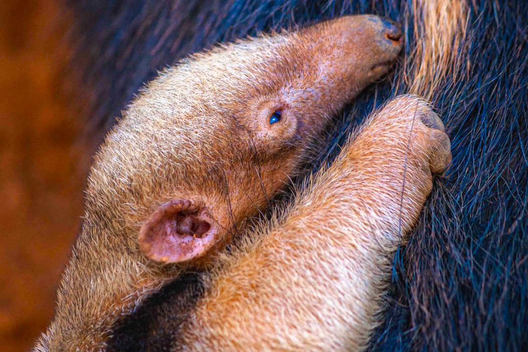 Zoológico celebra o nascimento de 15 animais em quatro meses
